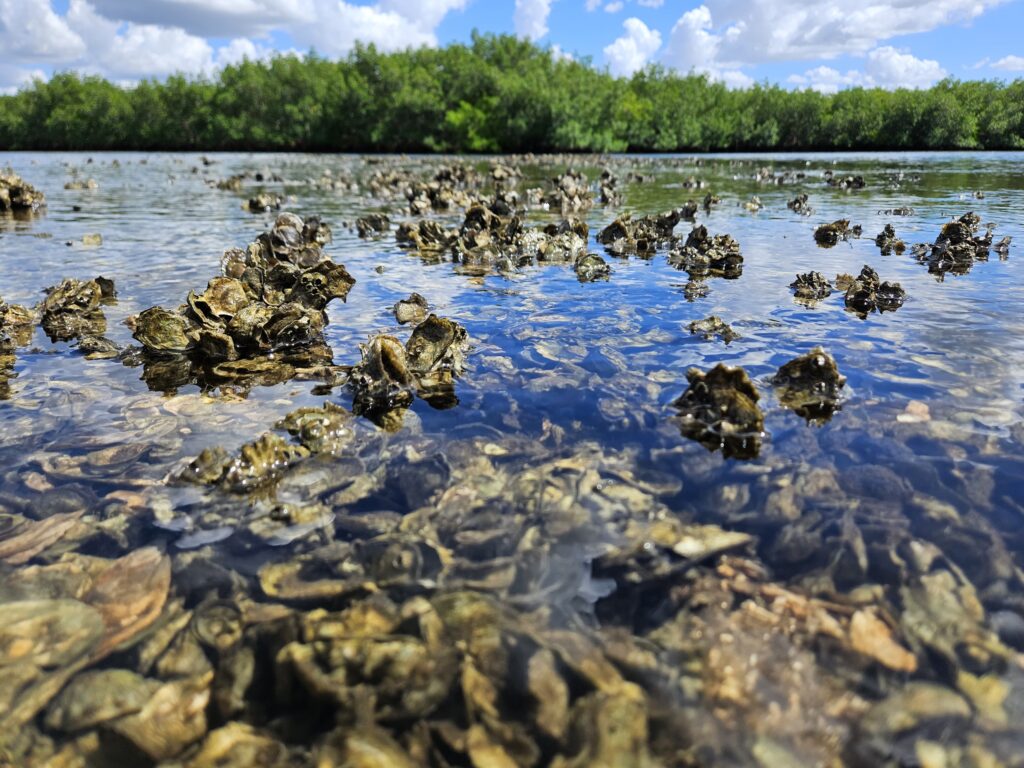 oyster beds