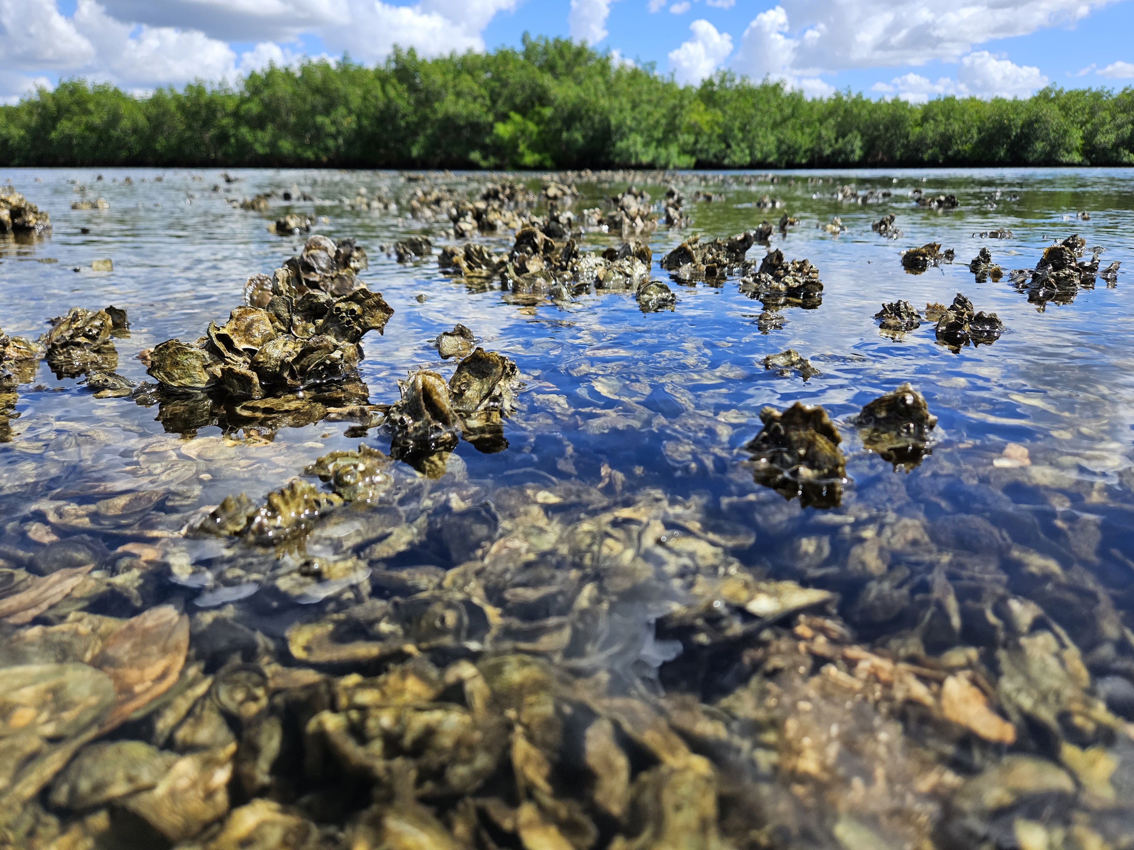 oyster beds