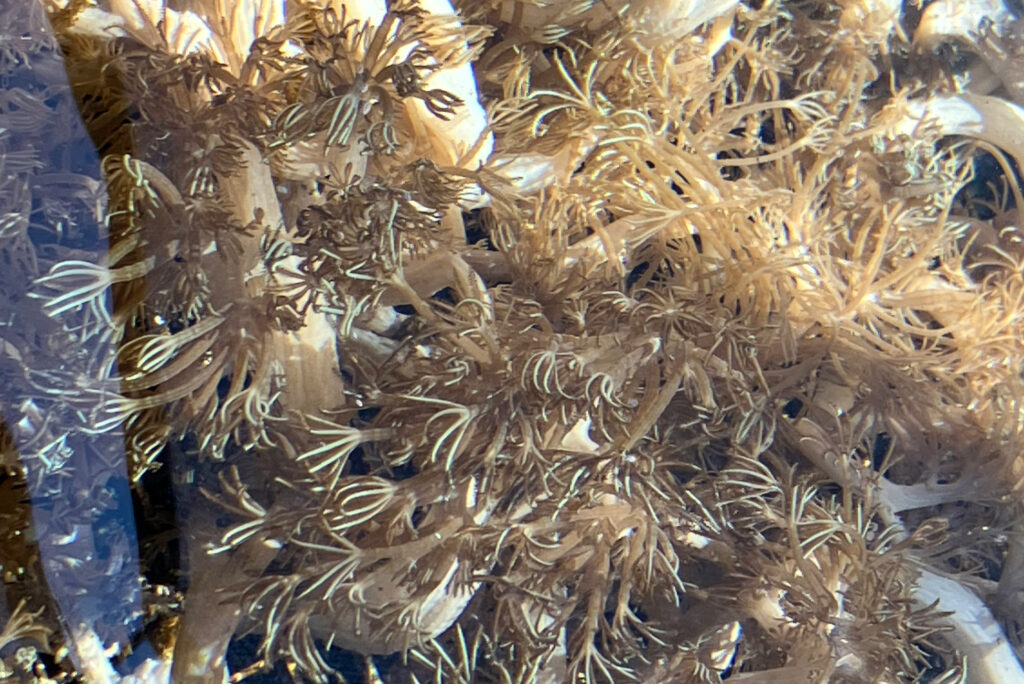 Live sample of Unomia stolonifera at the Waikiki Aquarium