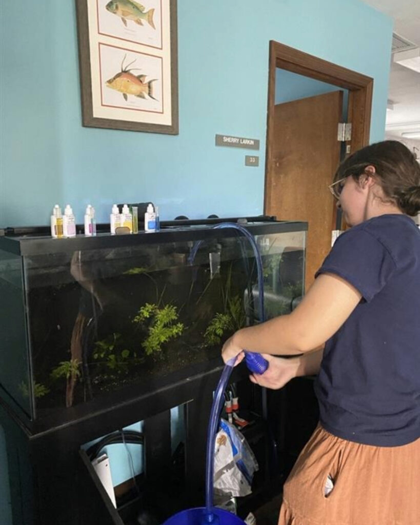 Student from UF Aquaculture and Aquarium Club conducts water change on Florida Sea Grant aquarium tank