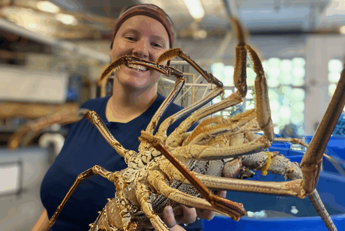 Morgan Jarrett holding Caribbean Spiny Lobster