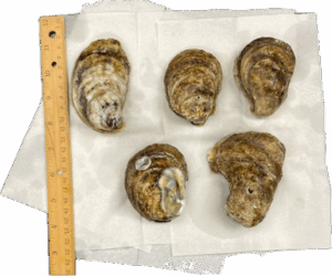 five oysters and a ruler