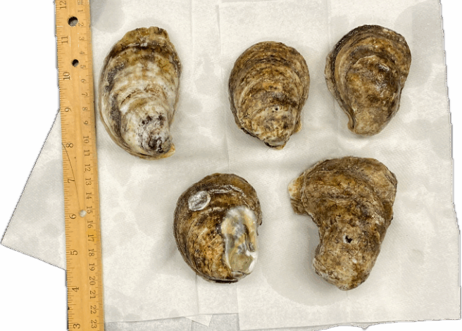 five oysters arranged on some paper towels with a wooden ruler next to them