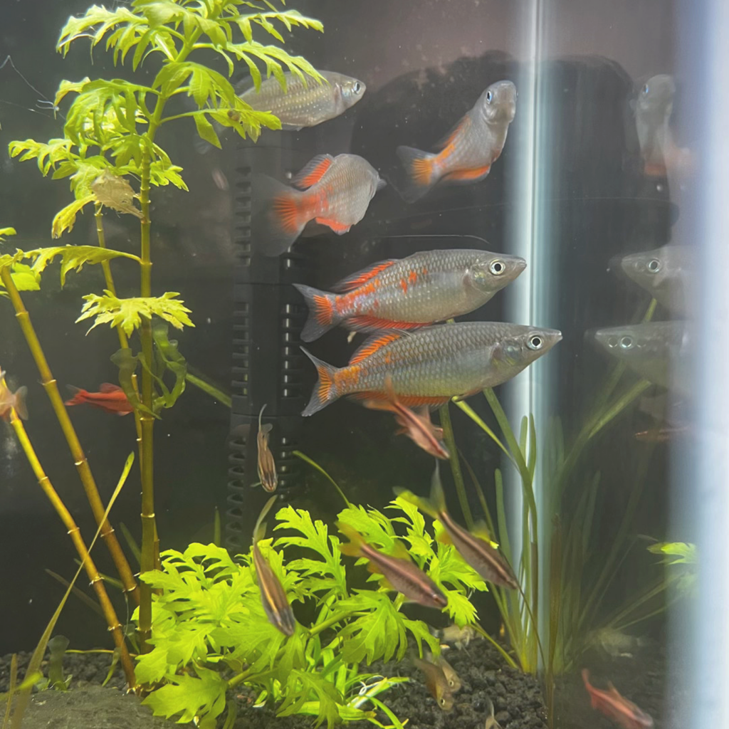 fish in an aquarium