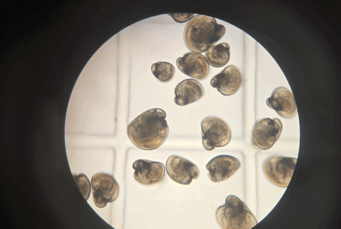 Microscopic view through a circular microscope eyepiece showing microscopic bivalve oyster larvae distributed over a grid layout