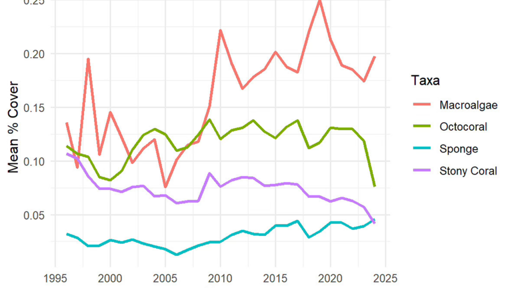 Line graph showing the trend in mean percent cover for four marine taxa (Macroalgae, Octocoral, Sponge, Stony Coral) from 1996 to 2024. Macroalgae shows the highest overall percent cover, peaking near 25% around 2019, while Stony Coral displays a general downward trend