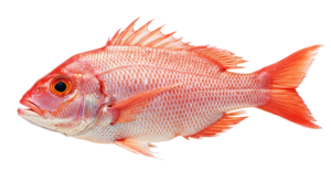 profile image of a red snapper fish