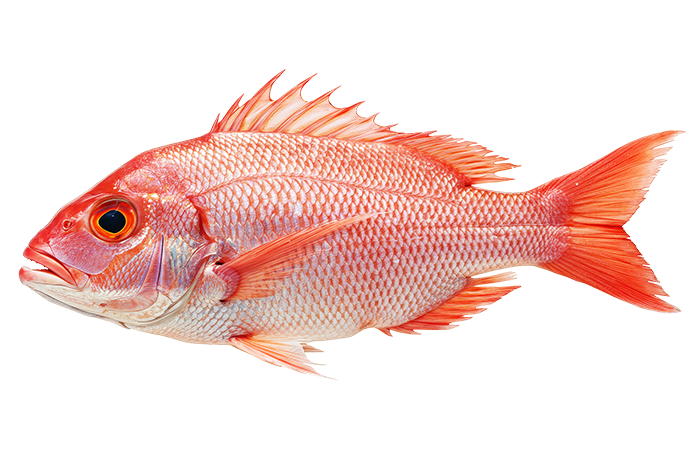 profile image of a red snapper fish