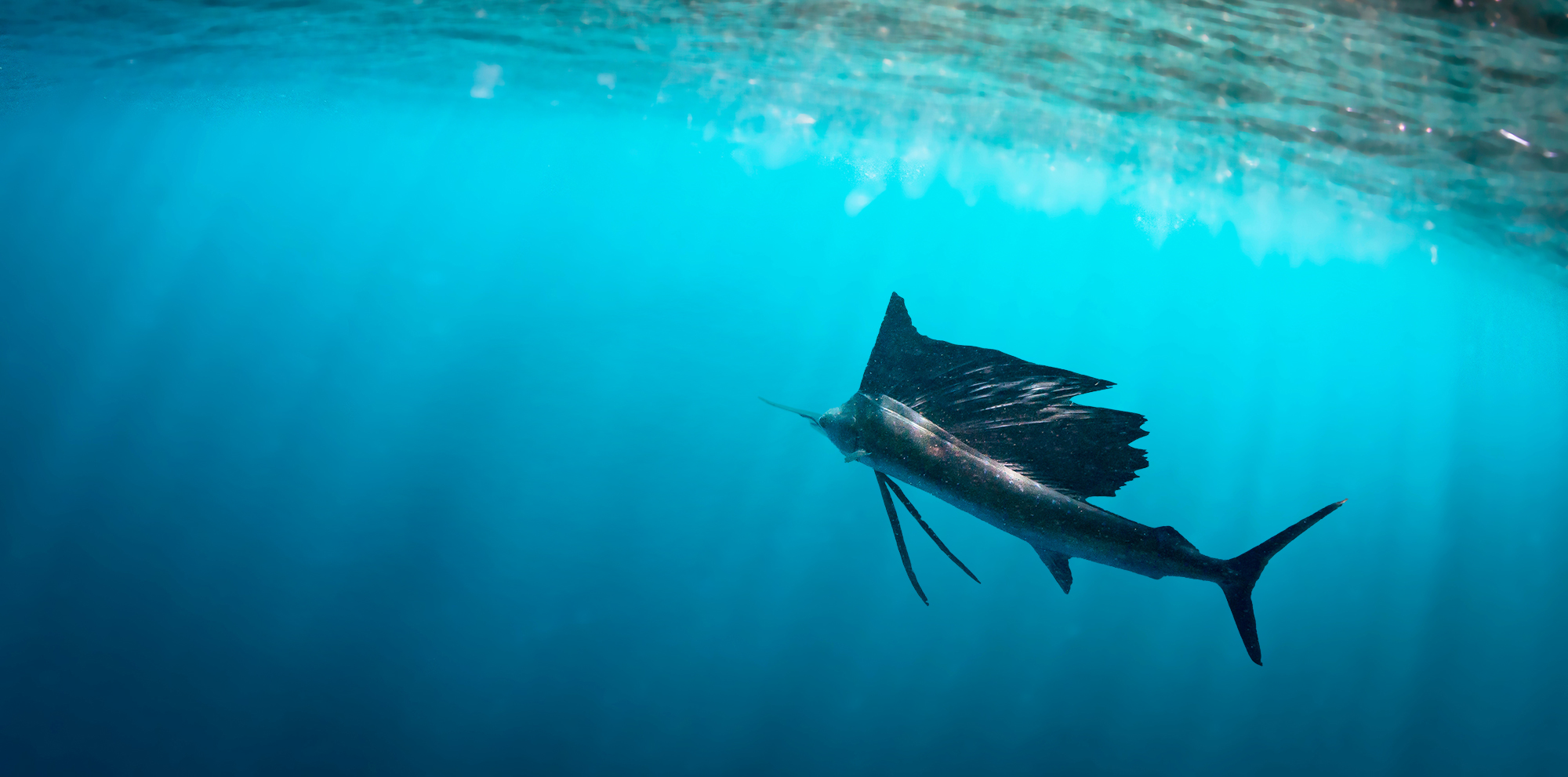 a sailfish underwater