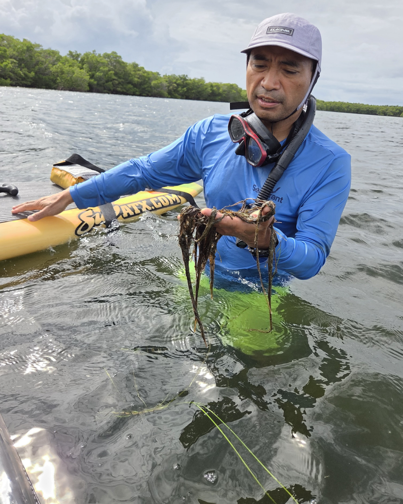 Man with paddle board holds seagrass up while being submerged in water.