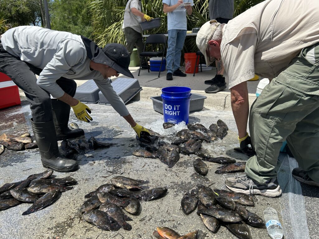 Researchers organizing fish by species for the weigh-in results