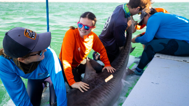 A small blood sample is taken from a subadult tiger shark featuring FSG-Guy Harvey Fellow Julia Saltzman