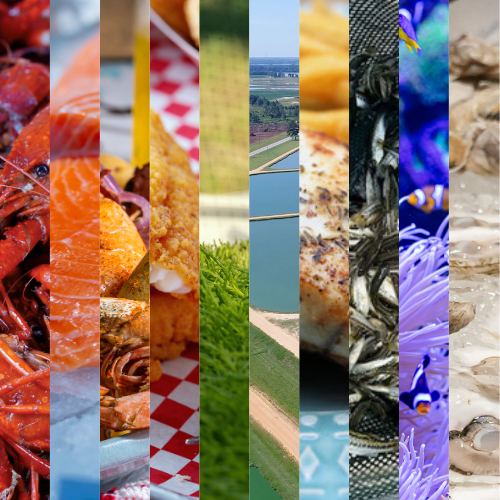 A collage of ten vertical strips showing various seafood dishes, aquaculture environments, and marine life