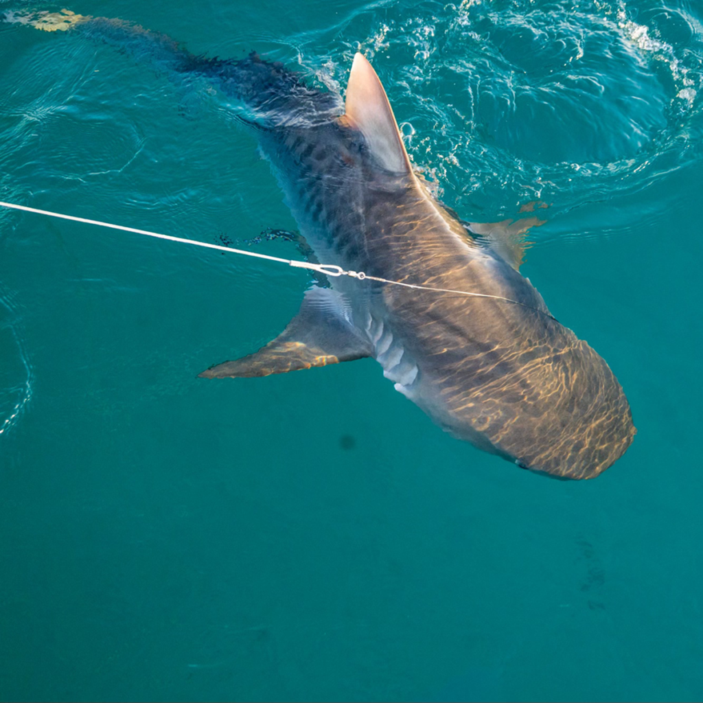 Subadult tiger shark being landed.