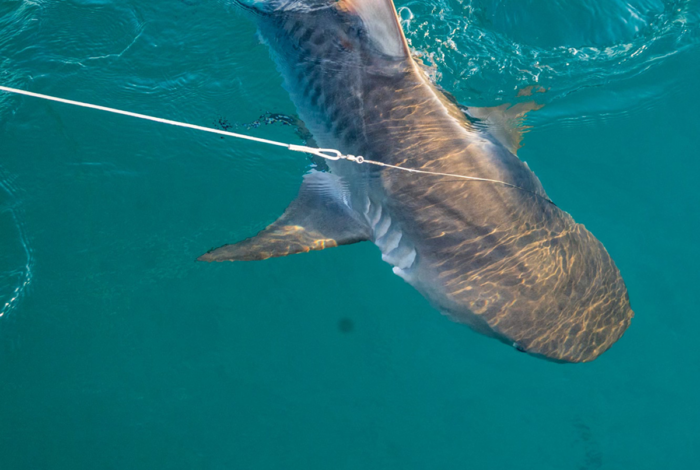 Subadult tiger shark being landed.