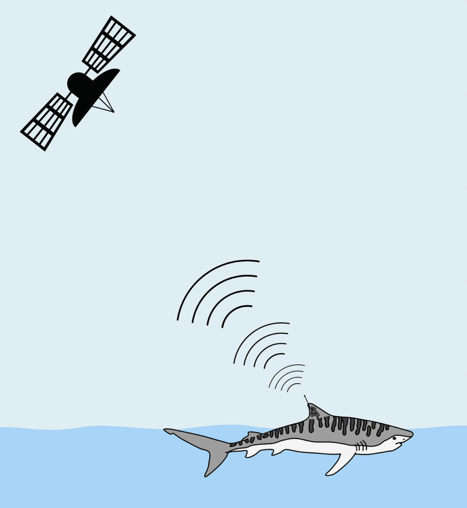 Illustration showing a satellite tag attached to the dorsal fin of a tiger shark transmitting location data to an orbiting satellite when the tag breaks the water’s surface.