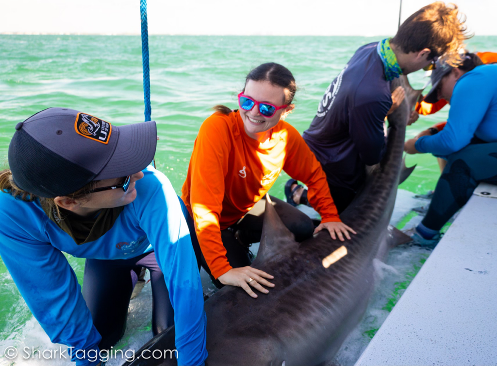Group of researchers, including Julia Saltzman (middle), collecting blood samples from tiger shark.