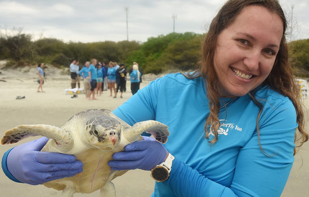 Releasing sea turtles transported by Turtles Fly Too. Photo credit Kelli O'Donnell